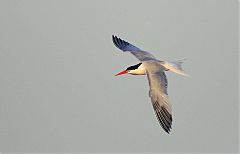 Elegant Tern